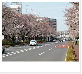 国立市は、東京で初めて文教地区の指定をうけた街