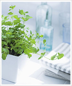 植物は部屋の中でも力を発揮し、部屋や人の気のバランスを整えてくれます